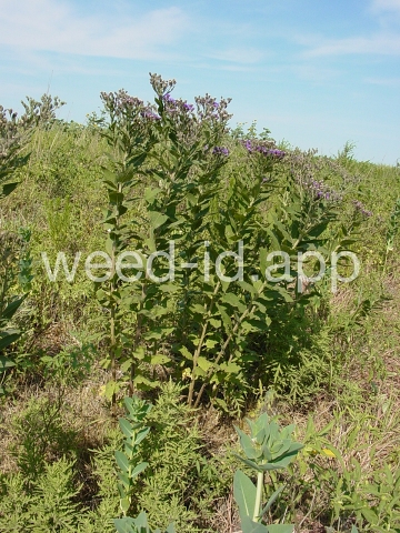 ironweed, western